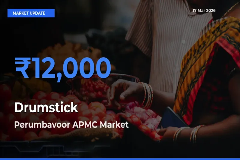 Market Watch: Perumbavoor APMC Becomes Top Mandi for Drumstick
