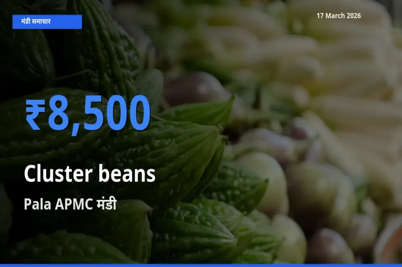 17 March अपडेट: ग्वार फली के सबसे ऊँचे दाम Pala APMC मंडी में
