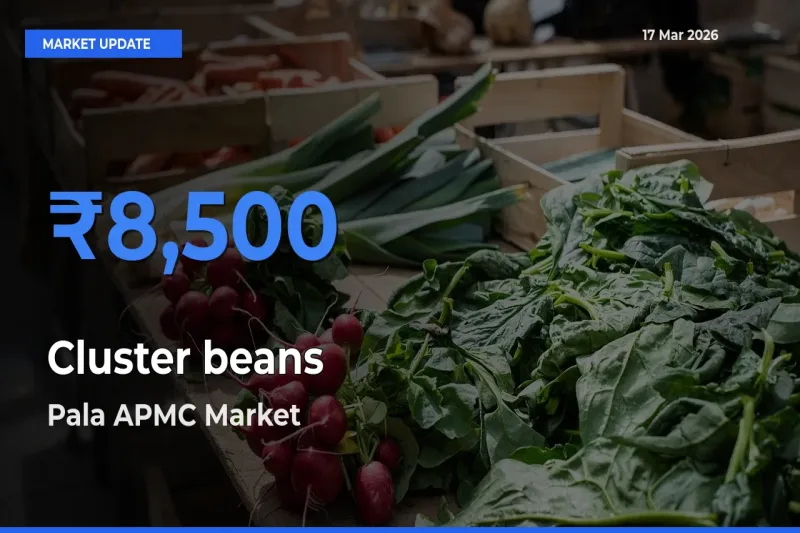 Market Watch: Pala APMC Becomes Top Mandi for Cluster beans