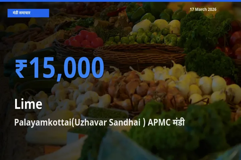 टॉप मंडी बना Palayamkottai(Uzhavar Sandhai ) APMC! नींबू के सबसे ऊँचे दाम यहीं दर्ज