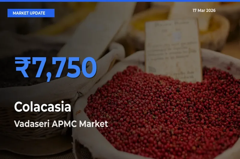 Colacasia Mandi Rate Today: Vadaseri APMC Tops the List