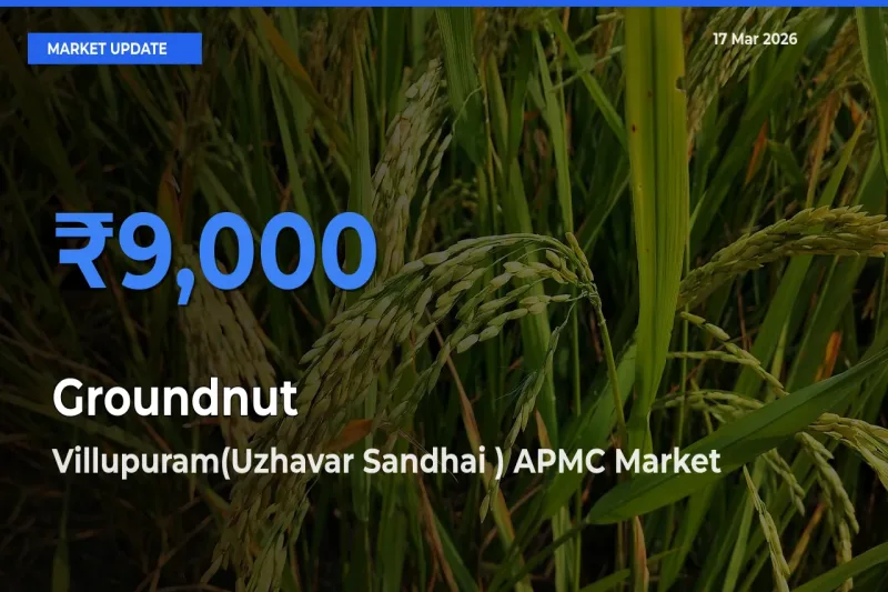 Top Performer! Villupuram(Uzhavar Sandhai ) APMC Offers Best Groundnut Price Today