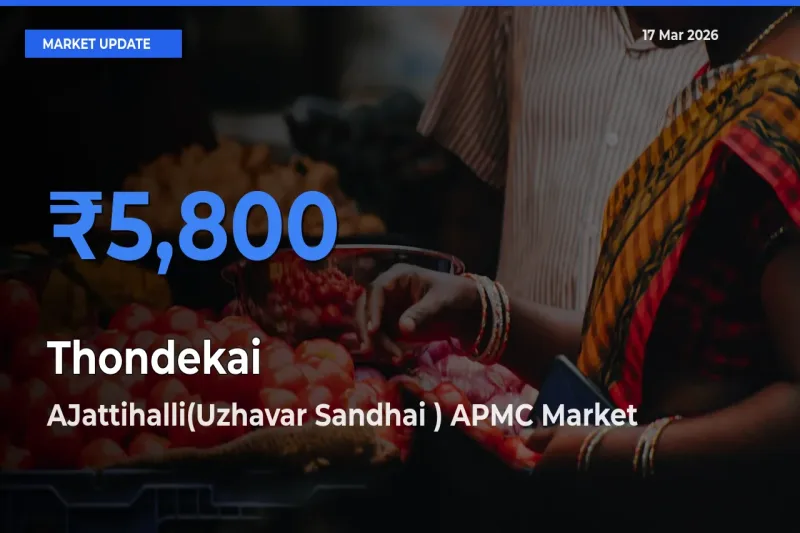 Market Watch: AJattihalli(Uzhavar Sandhai ) APMC Becomes Top Mandi for Thondekai