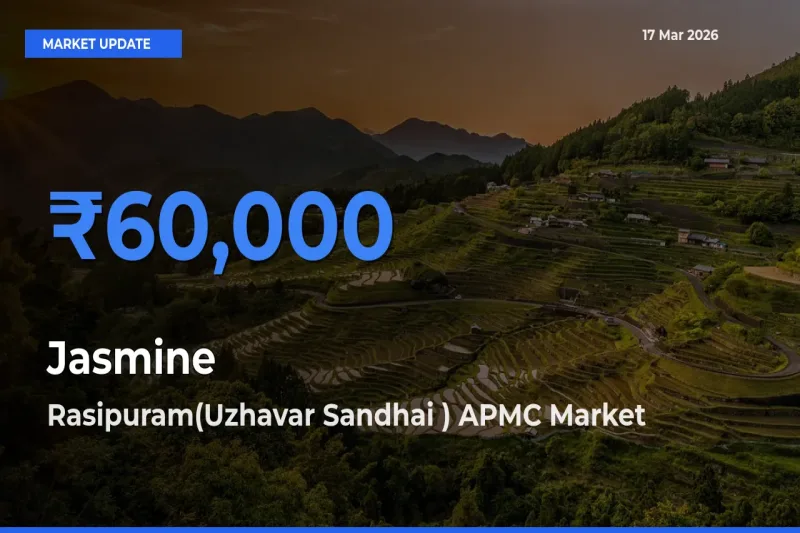 Jasmine Mandi Rate Today: Rasipuram(Uzhavar Sandhai ) APMC Tops the List