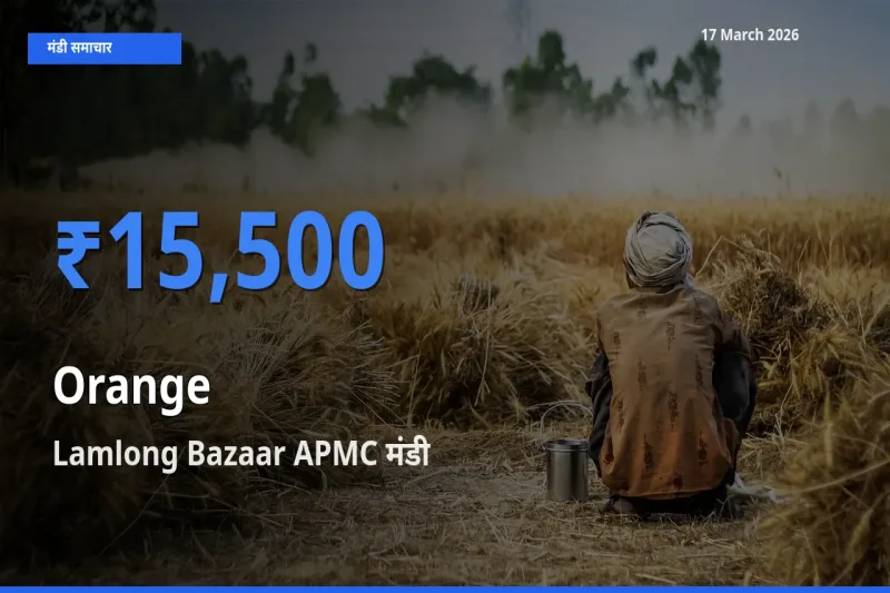 आज संतरा के सबसे ऊँचे दाम ₹15,500 Lamlong Bazaar APMC मंडी में