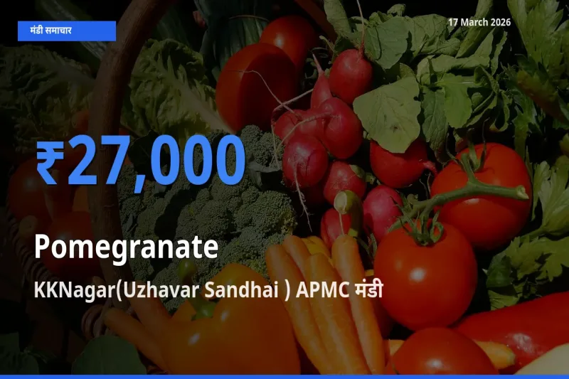 17 March अपडेट: अनार के सबसे ऊँचे दाम KKNagar(Uzhavar Sandhai ) APMC मंडी में