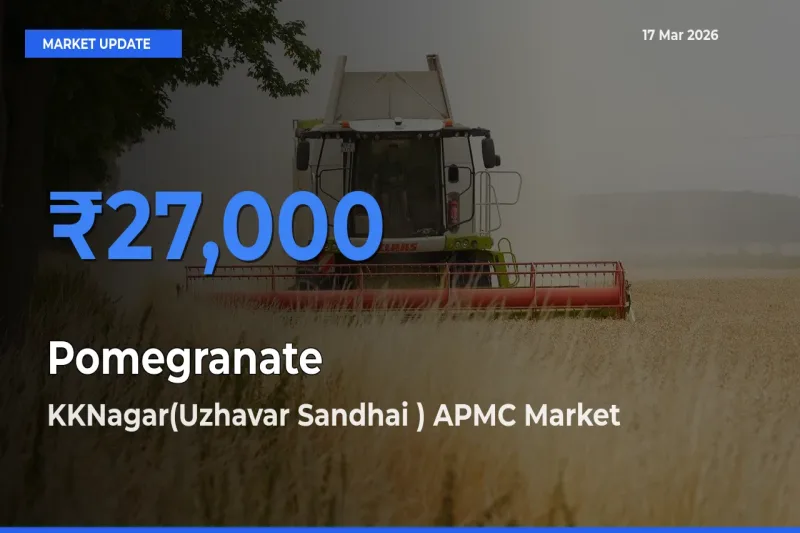 KKNagar(Uzhavar Sandhai ) APMC Tops Pomegranate Rates – March 17 Market Update