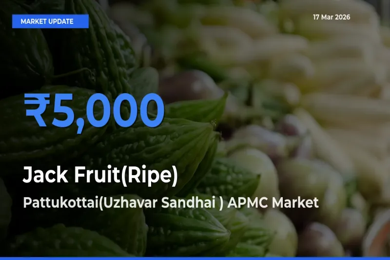 Market Watch: Pattukottai(Uzhavar Sandhai ) APMC Becomes Top Mandi for Jack Fruit(Ripe)
