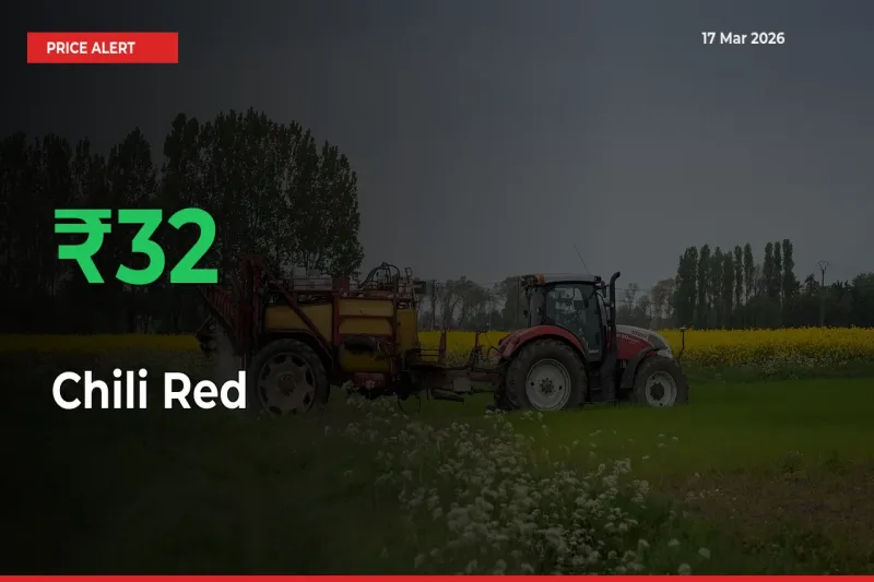 Farmers Cheer as Chili Red Prices Surge 31.97% in Local Mandis