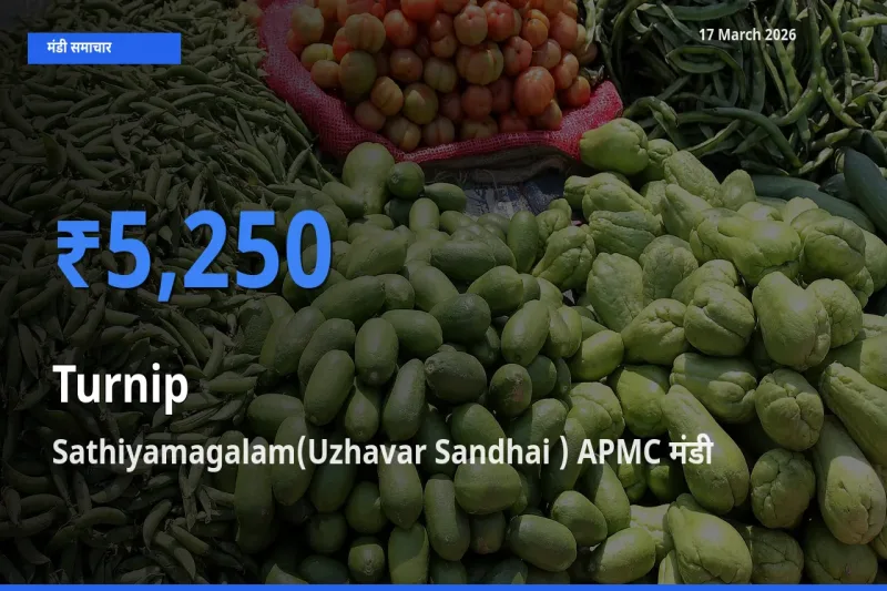 टॉप मंडी बना Sathiyamagalam(Uzhavar Sandhai ) APMC! शलजम के सबसे ऊँचे दाम यहीं दर्ज