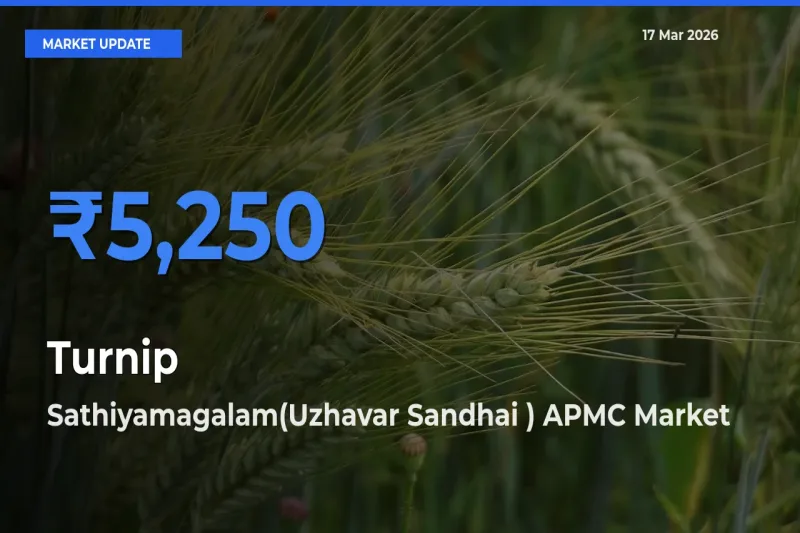 Sathiyamagalam(Uzhavar Sandhai ) APMC Records Highest ₹5,250 Rate for Turnip