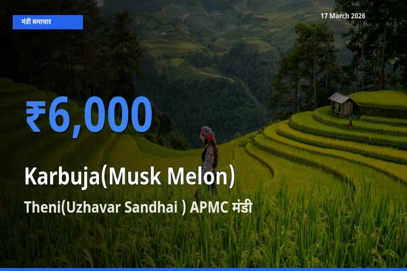 Theni(Uzhavar Sandhai ) APMC मंडी में आज खरबूजा के सबसे ऊँचे दाम दर्ज