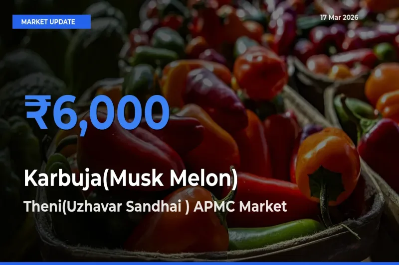 Theni(Uzhavar Sandhai ) APMC Records Highest ₹6,000 Rate for Karbuja(Musk Melon)