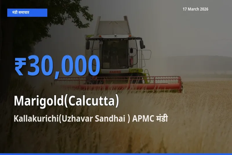 Kallakurichi(Uzhavar Sandhai ) APMC मंडी में आज गेंदा (कलकत्ता) के सबसे ऊँचे दाम दर्ज