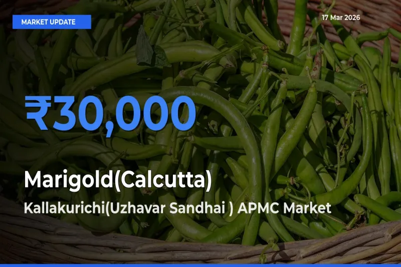 Marigold(Calcutta) Mandi Rate Today: Kallakurichi(Uzhavar Sandhai ) APMC Tops the List