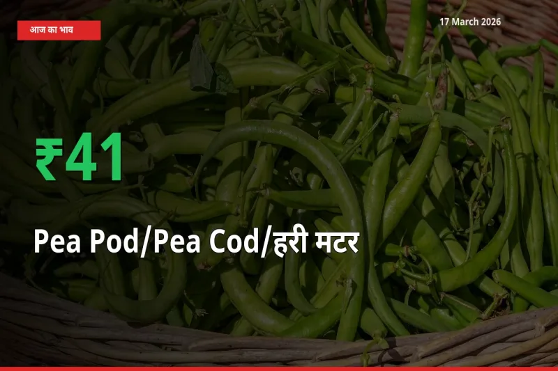 स्थानीय मंडी में मटर की फली के दाम अचानक 40.74% उछले, किसान सतर्क