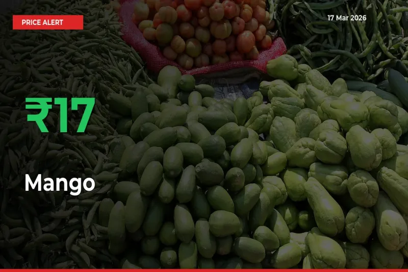 Big Rally! Mango Climbs 17.06% in 24 Hours at Top Mandis