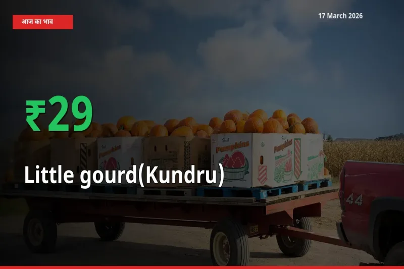 कुंदरू (टिंडा तोरई) 28.71% उछला, मंडी