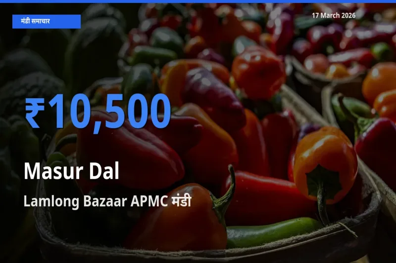 बाज़ार संकेत: Lamlong Bazaar APMC बना मसूर दाल के लिए आज की टॉप मंडी