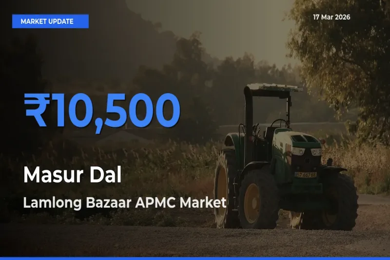 Masur Dal Mandi Rate Today: Lamlong Bazaar APMC Tops the List
