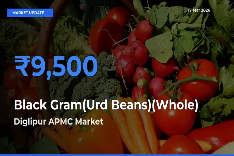 Diglipur APMC Tops Black Gram(Urd Beans)(Whole) Rates – March 17 Market Update