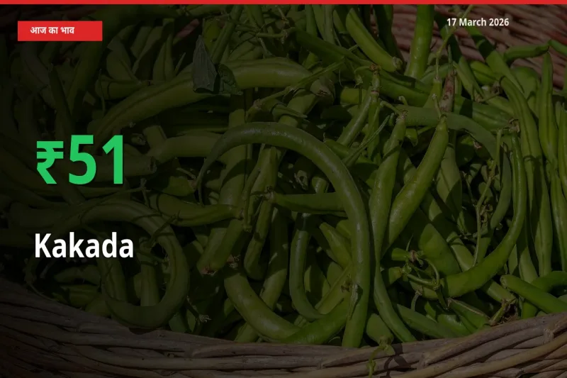 अचानक तेजी! मंडी में काकड़ा के दाम 50.87% चढ़े