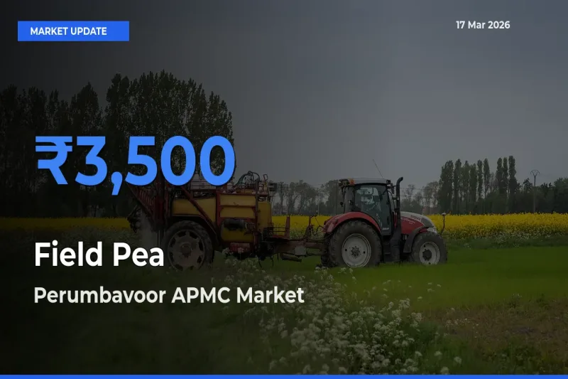 Market Watch: Perumbavoor APMC Becomes Top Mandi for Field Pea