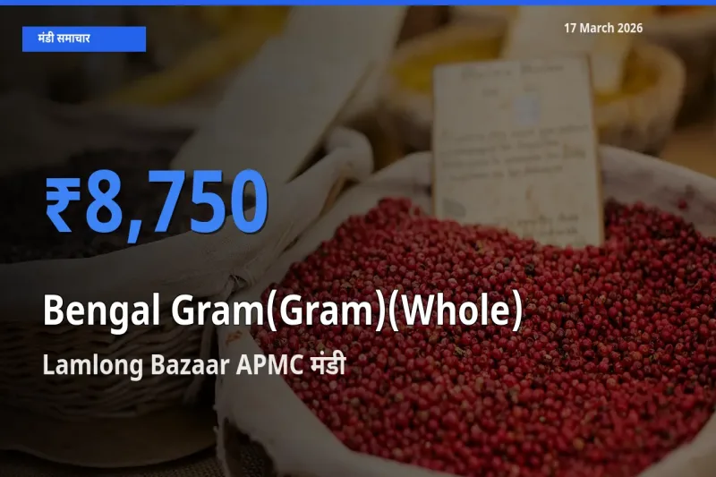 आज चना (साबुत) के सबसे ज़्यादा दाम Lamlong Bazaar APMC मंडी में दर्ज