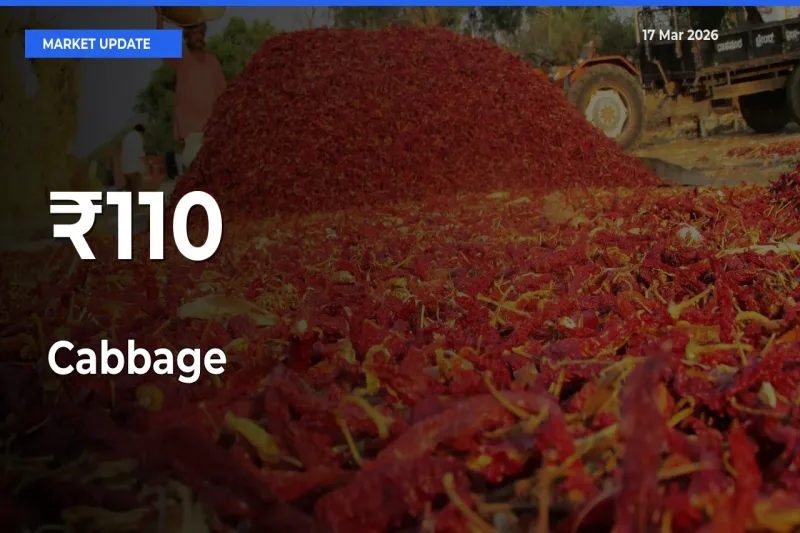 Why Cabbage Prices Are Moving Across Multiple Mandis Today