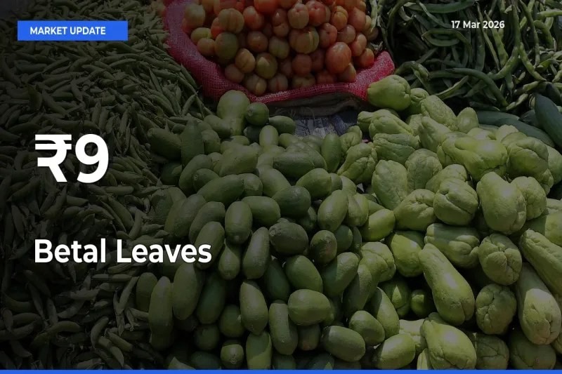 Betal Leaves Trend Strengthens Across Major Mandis