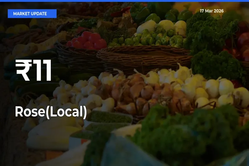 Rose(Local) Prices Gain Momentum Across 11+ Mandis – Market Trend Strengthens