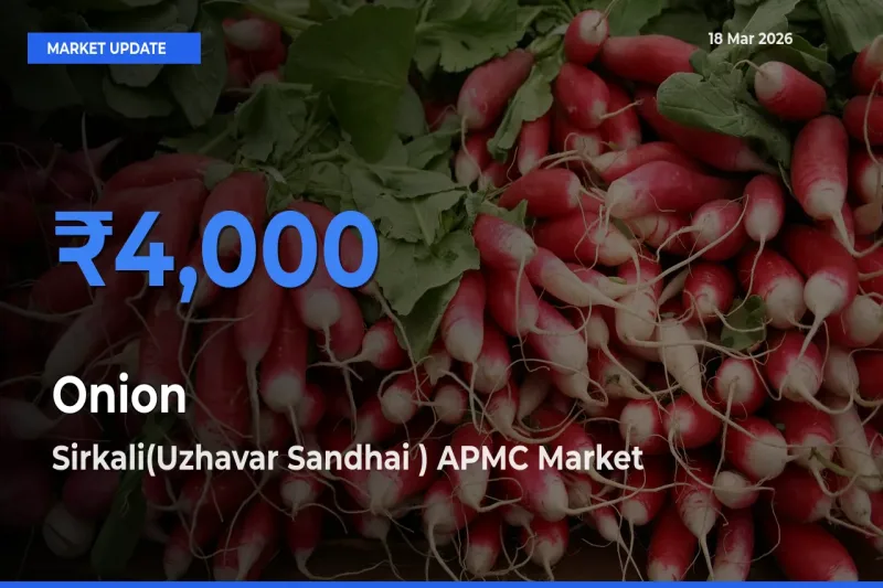 Sirkali(Uzhavar Sandhai ) APMC Emerges as Top Mandi for Onion Prices Today