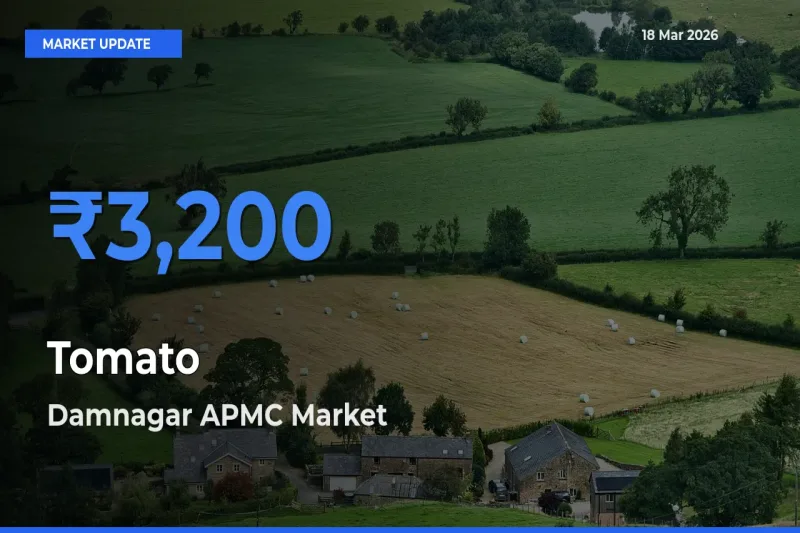 Damnagar APMC Records Highest ₹3,200 Rate for Tomato