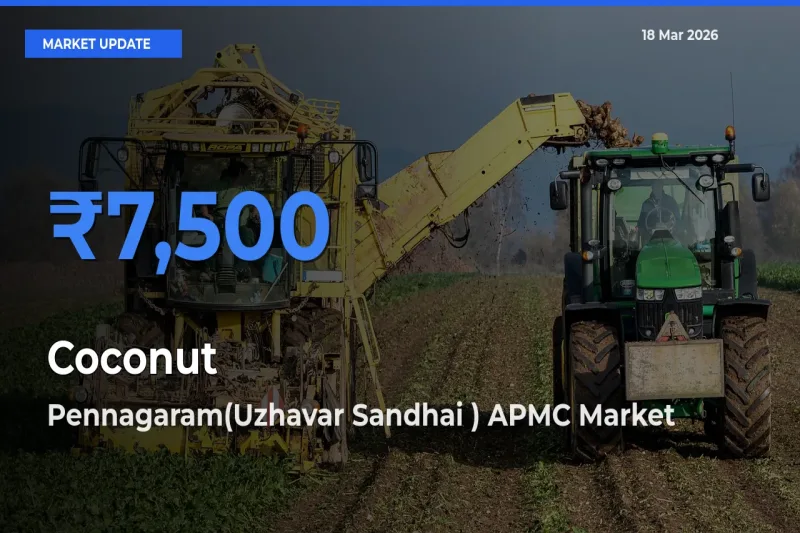 Pennagaram(Uzhavar Sandhai ) APMC Offers ₹7,500 – Highest Coconut Rate Today