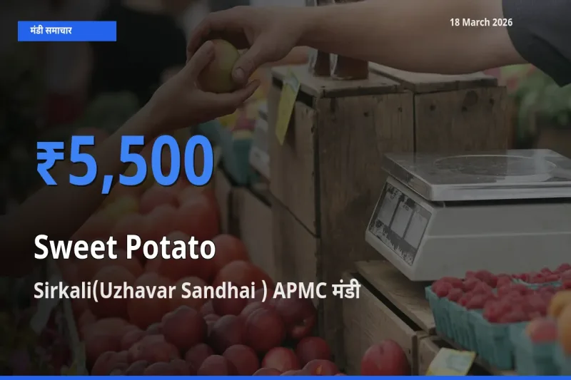 आज शकरकंद के सबसे ऊँचे दाम ₹5,500 Sirkali(Uzhavar Sandhai ) APMC मंडी में