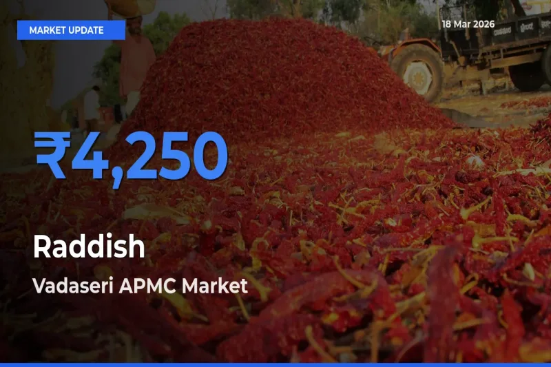 Vadaseri APMC Leads as Top Mandi for Raddish Prices