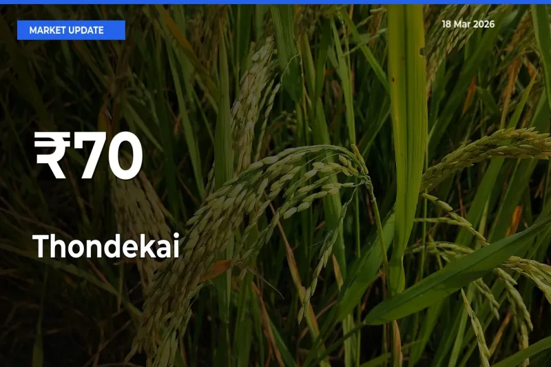 Thondekai Trend Strengthens Across Major Mandis