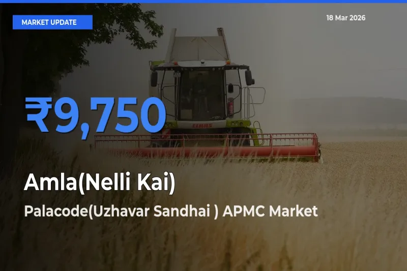 Farmers Prefer Palacode(Uzhavar Sandhai ) APMC as Amla(Nelli Kai) Hits Highest Rate