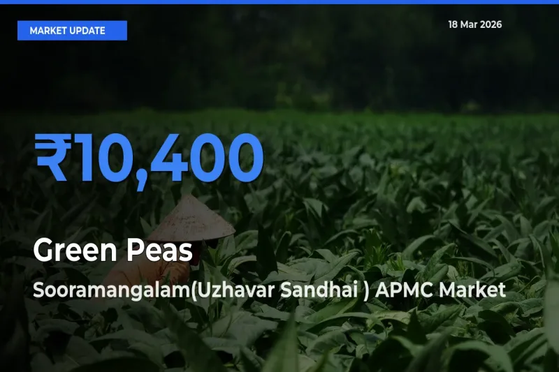 Farmers Prefer Sooramangalam(Uzhavar Sandhai ) APMC as Green Peas Hits Highest Rate