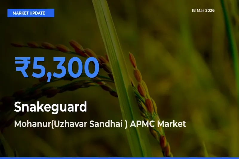 Mohanur(Uzhavar Sandhai ) APMC Tops Snakeguard Rates – March 18 Market Update