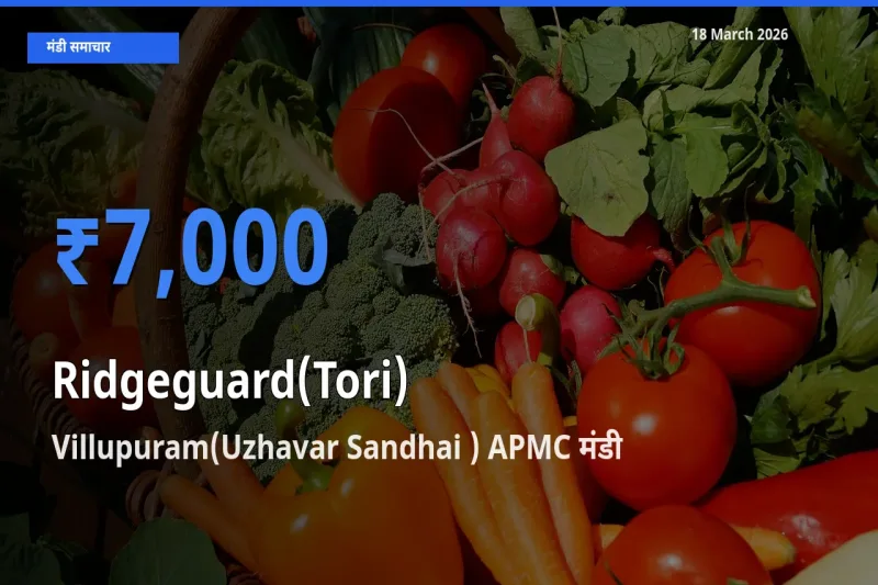 आज तोरई के सबसे ज़्यादा दाम Villupuram(Uzhavar Sandhai ) APMC मंडी में दर्ज
