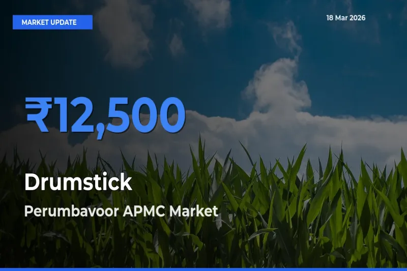 Perumbavoor APMC Records Highest ₹12,500 Rate for Drumstick