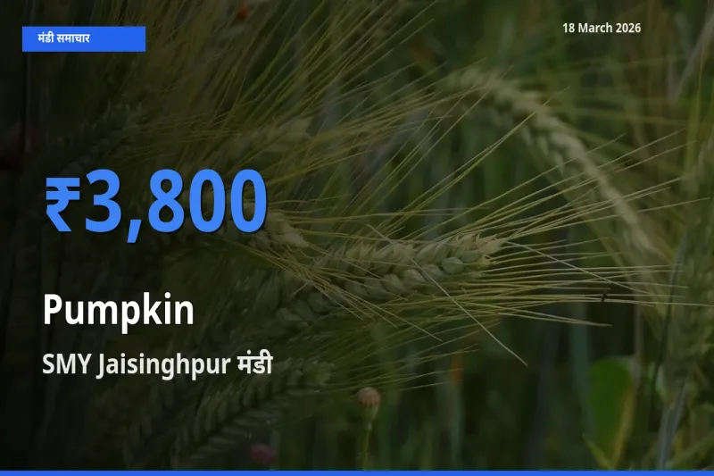 SMY Jaisinghpur में कद्दू का आज सबसे ऊँचा भाव
