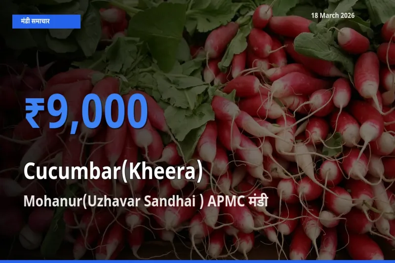 Mohanur(Uzhavar Sandhai ) APMC में खीरा का आज सबसे ऊँचा भाव