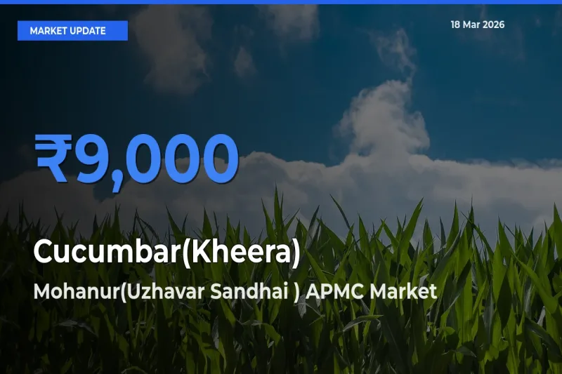 Mohanur(Uzhavar Sandhai ) APMC Leads as Top Mandi for Cucumbar(Kheera) Prices