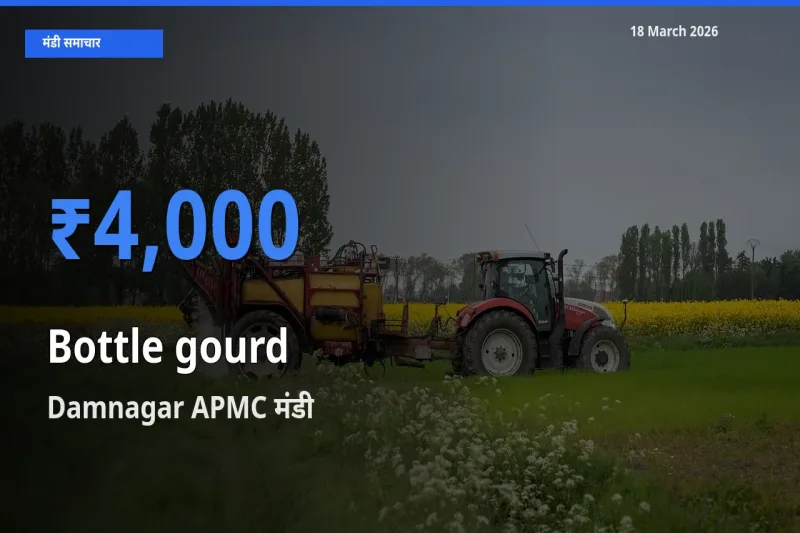 आज लौकी के सबसे ऊँचे दाम ₹4,000 Damnagar APMC मंडी में