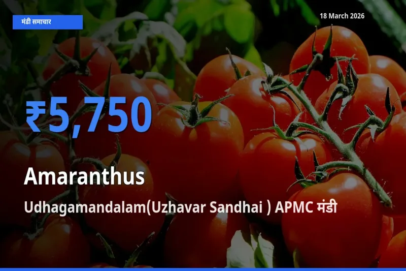 आज का मंडी भाव: चौलाई के सबसे ज़्यादा दाम Udhagamandalam(Uzhavar Sandhai ) APMC में