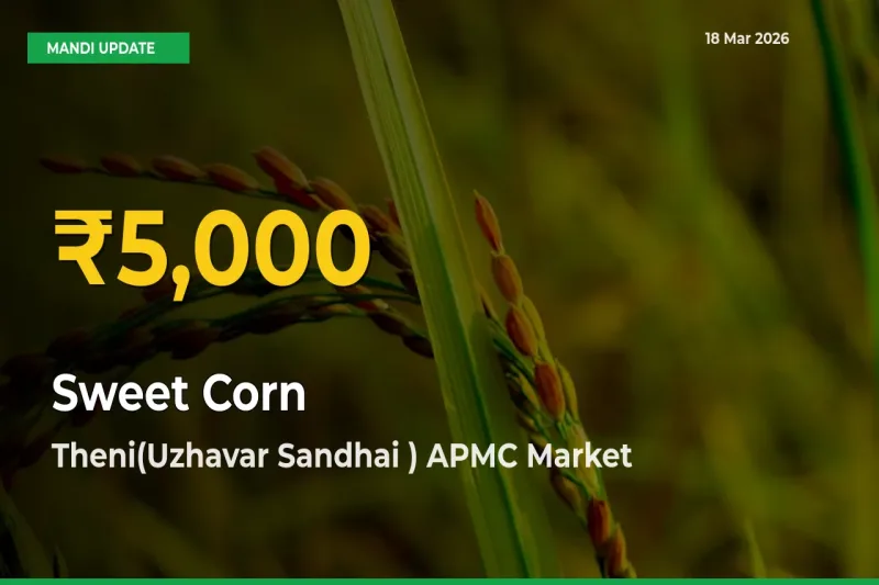 Sweet Corn  Mandi Rate Surges Today in Theni(Uzhavar Sandhai ) APMC – Highest Level in 30 Days