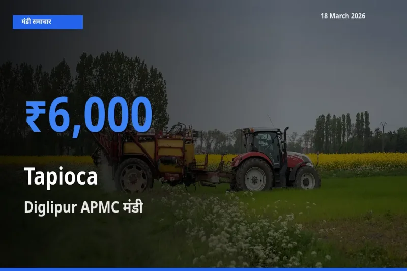 आज साबूदाना के सबसे ऊँचे दाम ₹6,000 Diglipur APMC मंडी में