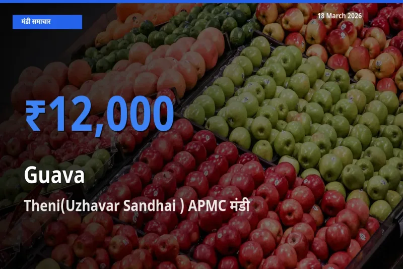 Theni(Uzhavar Sandhai ) APMC मंडी में अमरूद ₹12,000 पर पहुँचा – आज का सर्वोच्च भाव